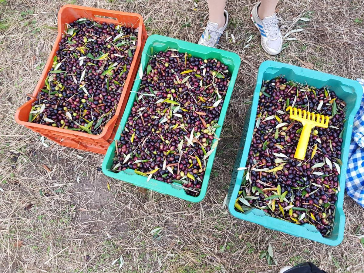 Agriturismo Pretenzano Volterra Kültér fotó